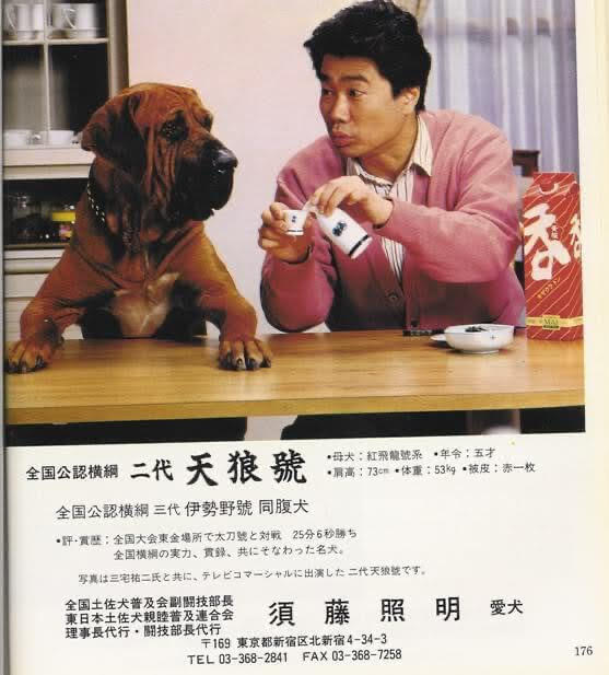 Tosa Inu on the set of a Kizakura Sake commercial with famous actor Yuji Miyake.